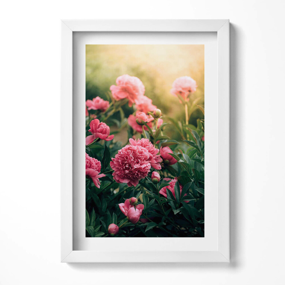 Obraz s rámem elegantní Růžové květy na louce