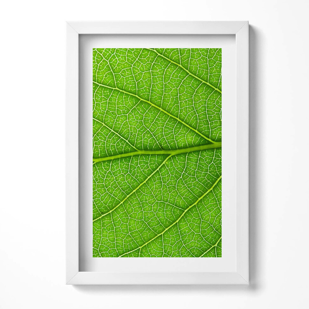Obraz s rámem elegantní Zelené listové žilky