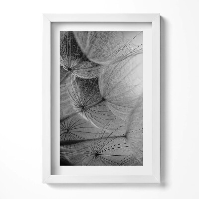 Obraz s rámem elegantní Černobílý detail pampelišky