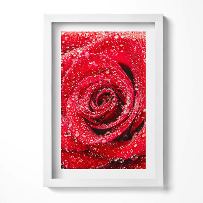 Obraz s rámem elegantní Rosa na okvětních lístcích červené růže