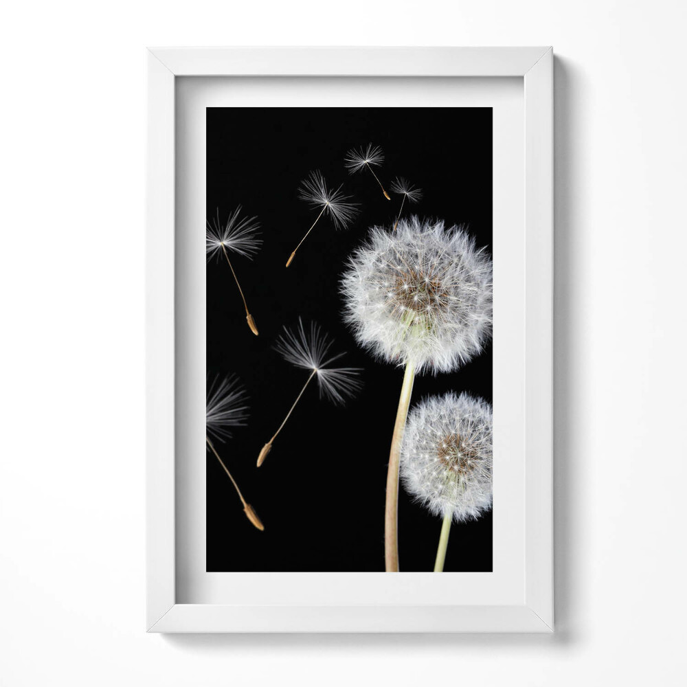 Obraz s rámem elegantní Dvě pampelišky