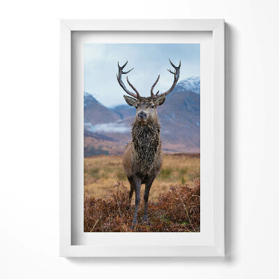 Obraz s rámem elegantní Majestátní jelen na horské mýtině