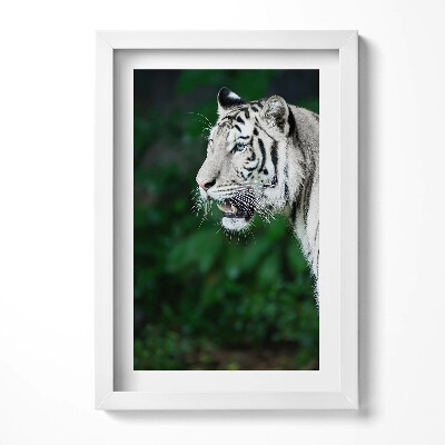 Obraz s rámem elegantní Bílý tygr v džungli