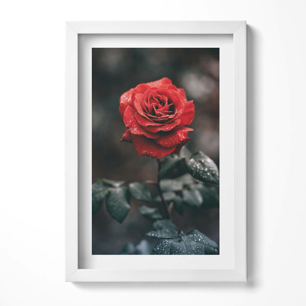 Obraz s rámem elegantní Květ červené růže
