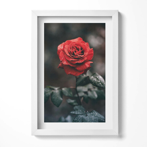 Obraz s rámem elegantní Květ červené růže