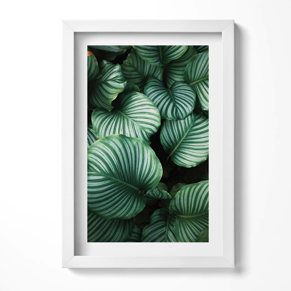 Obraz s rámem elegantní Velké zelené listy