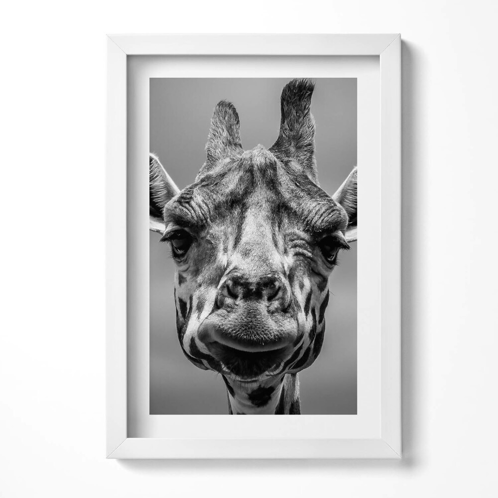 Obraz s rámem elegantní Černá a bílá žirafí hlava