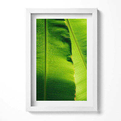 Obraz s rámem elegantní Zelené banánové listy na slunci