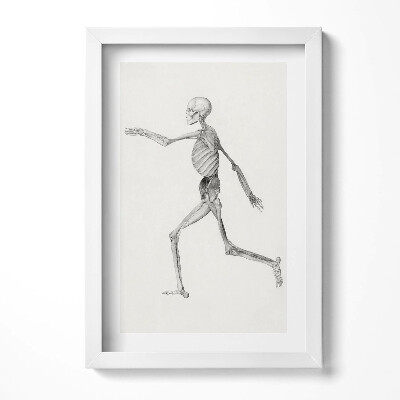 Obraz s rámem elegantní Kresba kostry
