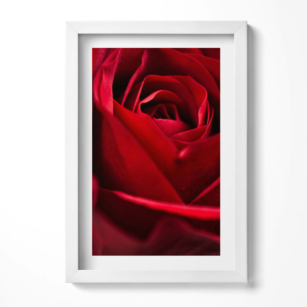 Obraz s rámem elegantní Detail červených růží