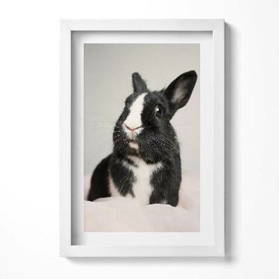 Obraz s rámem elegantní Černobílý roztomilý králík