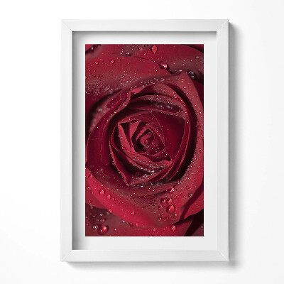 Obraz s rámem elegantní Detailní záběr na červenou růži v rose