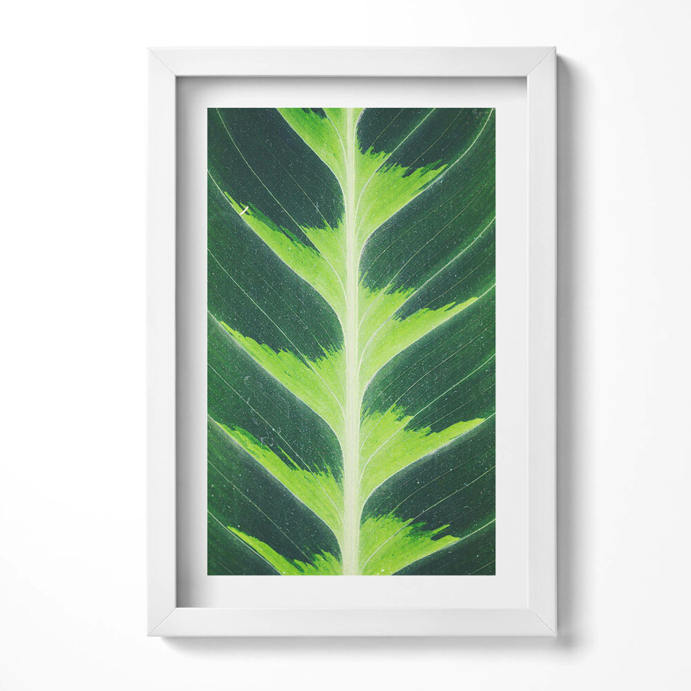 Obraz s rámem elegantní Textura listů a žilky