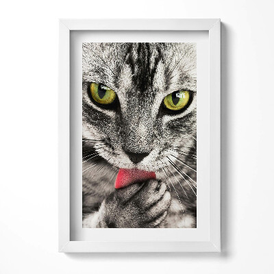 Obraz s rámem elegantní Šedé kotě s kočičíma očima