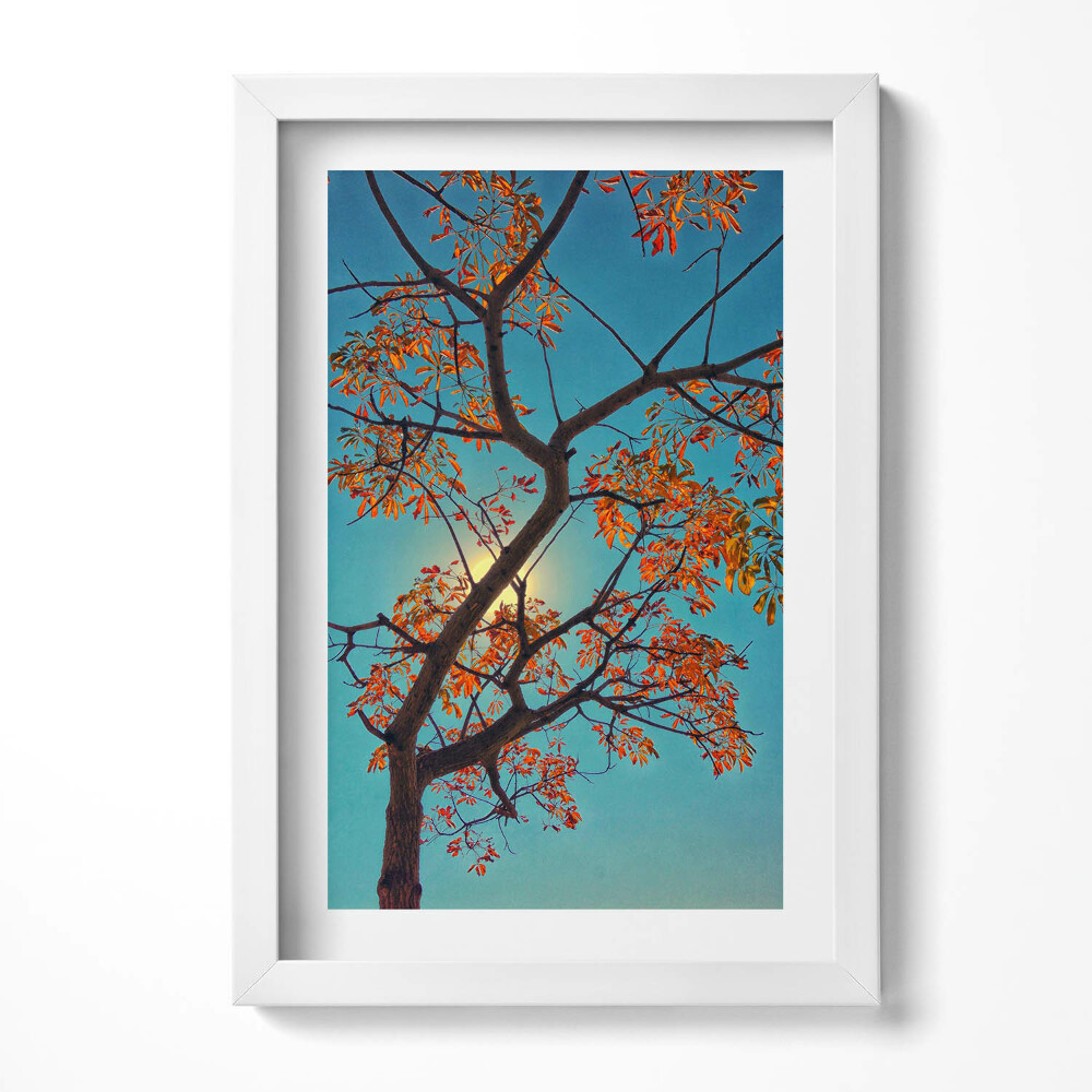 Obraz s rámem elegantní Podzimní strom a slunce