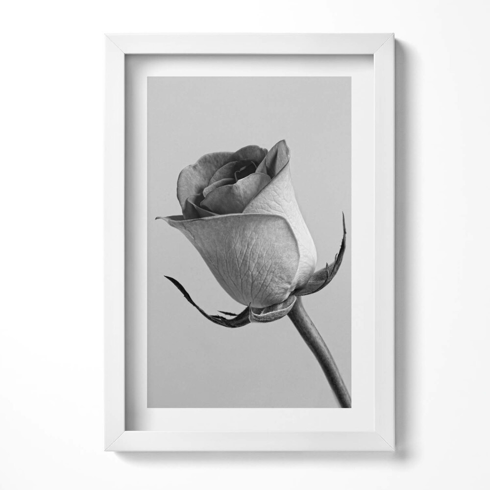 Obraz s rámem elegantní Malý šedý květ růže