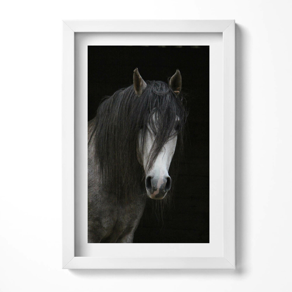 Obraz s rámem elegantní Hlava šedého oře