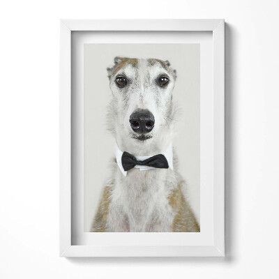 Obraz s rámem elegantní Portrét psa s motýlkem