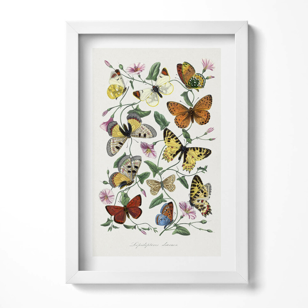 Obraz s rámem elegantní Vintage starý motýl plakát