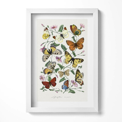 Obraz s rámem elegantní Vintage starý motýl plakát