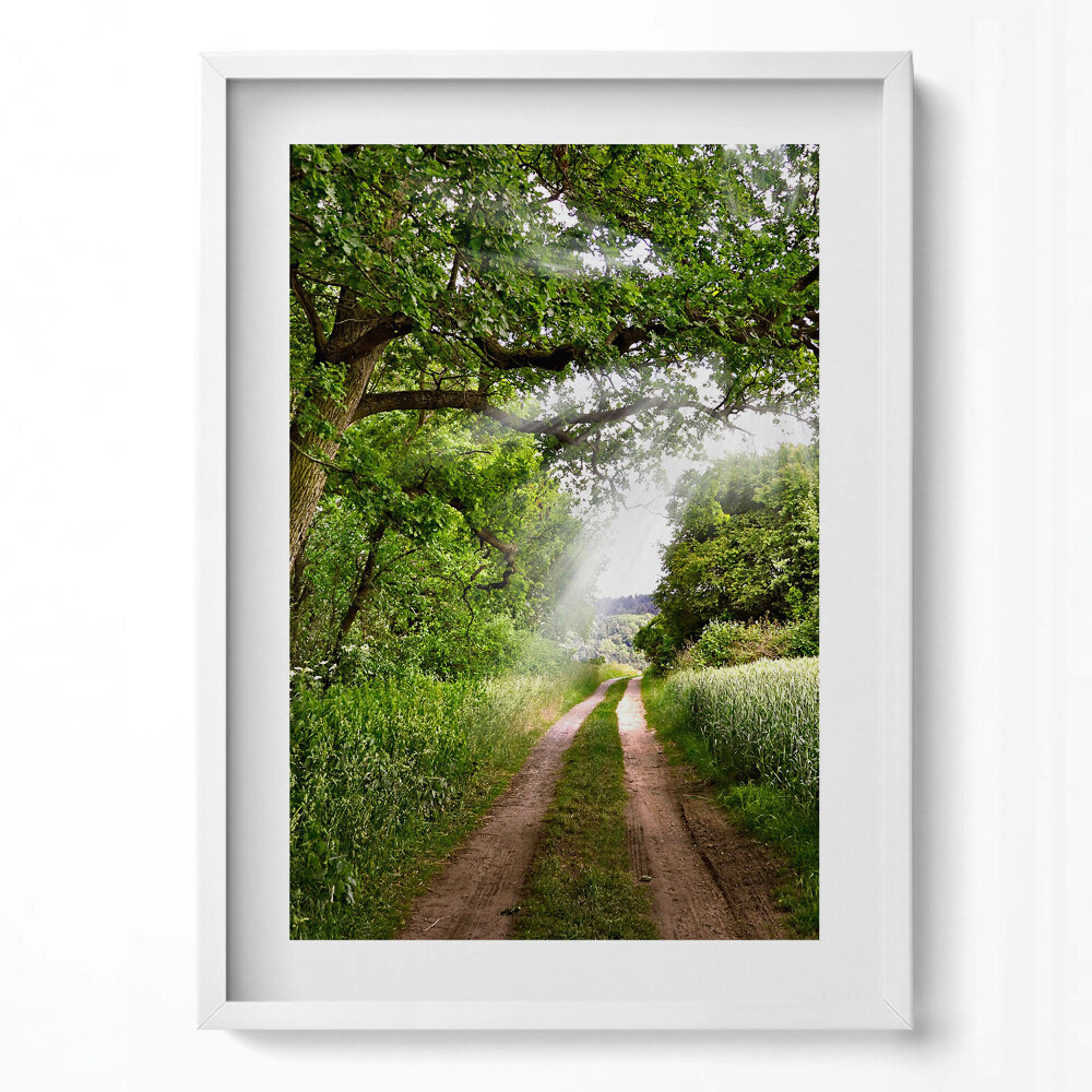 Obraz v rámu dekorativní Cesta, stromy a sluneční paprsky