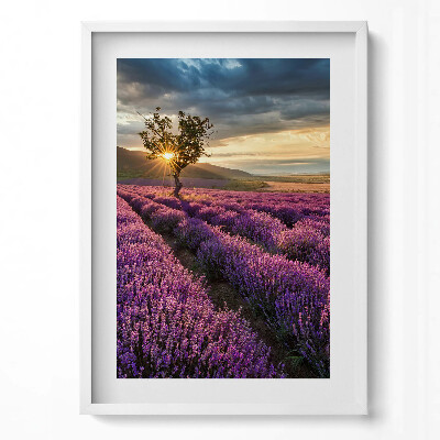 Obraz v rámu dekorativní Krajina levandulového pole