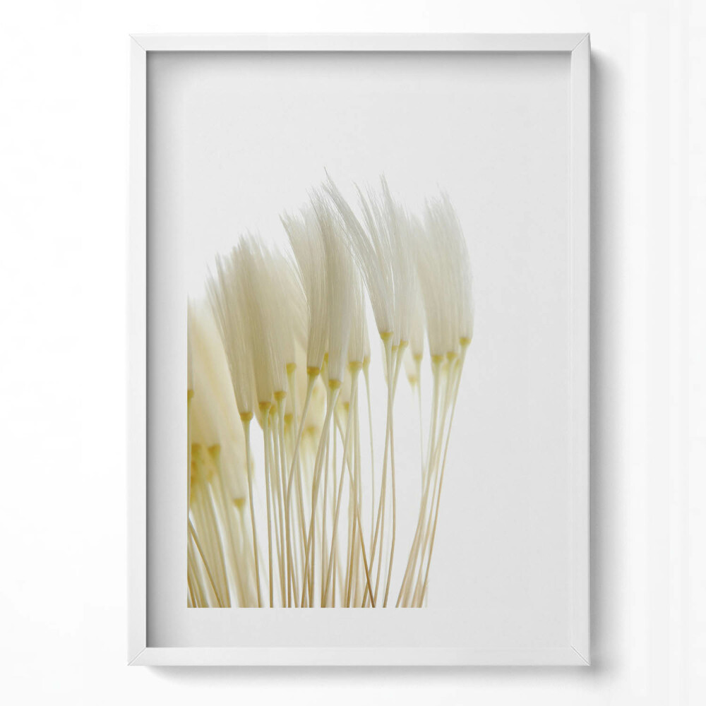 Obraz v rámu dekorativní Bílé jemné trávy