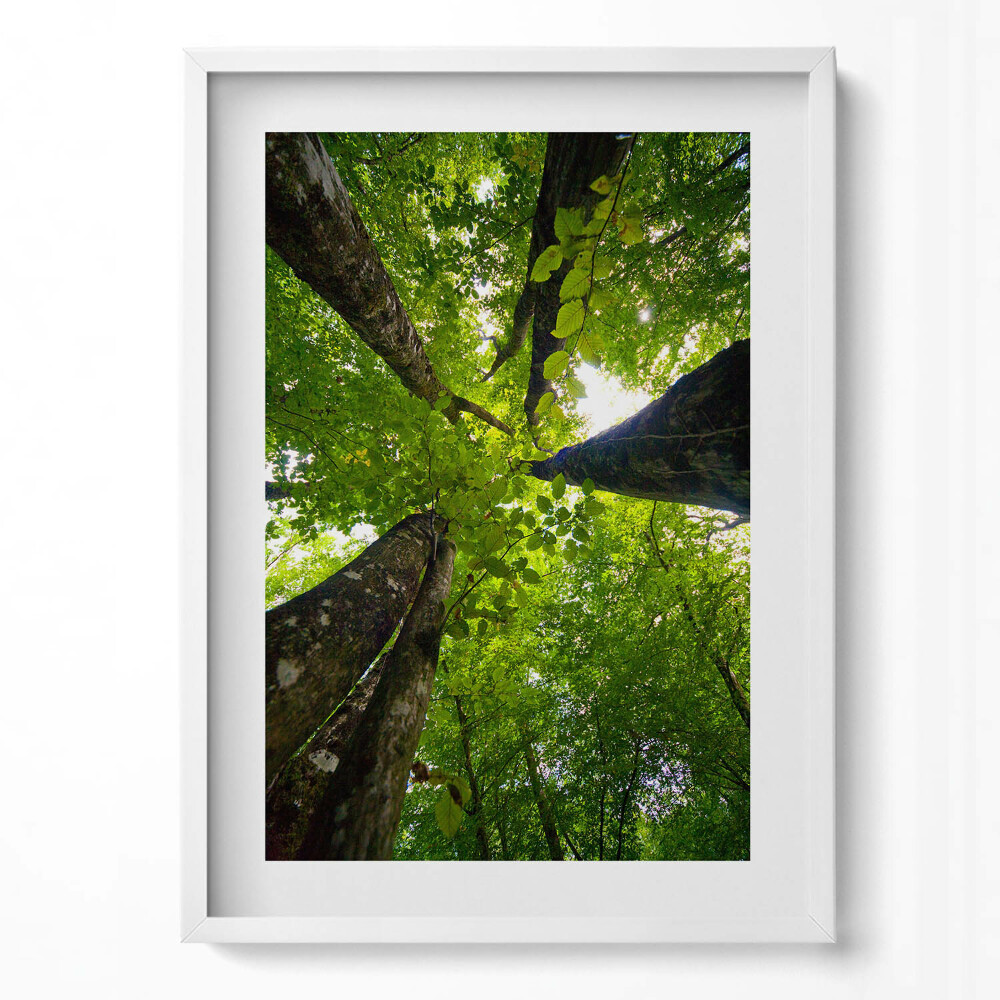 Obraz v rámu dekorativní Zelené listnaté stromy