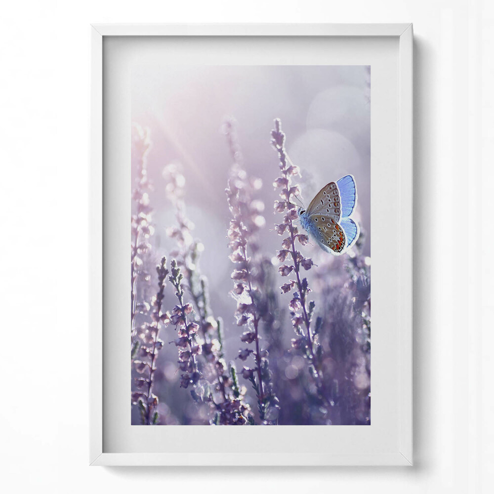 Obraz v rámu dekorativní Motýl na divokých květinách
