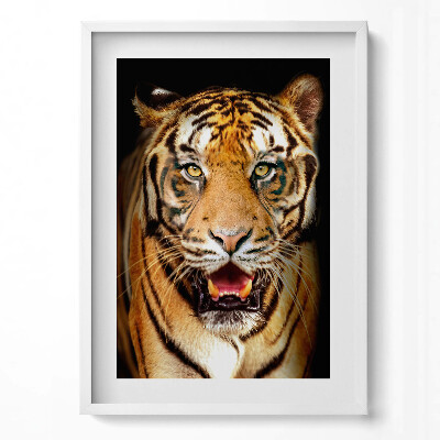 Obraz v rámu dekorativní Expresivní divoká tygří kočka