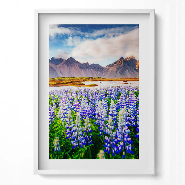 Obraz v rámu dekorativní Kouzelné květy lupiny