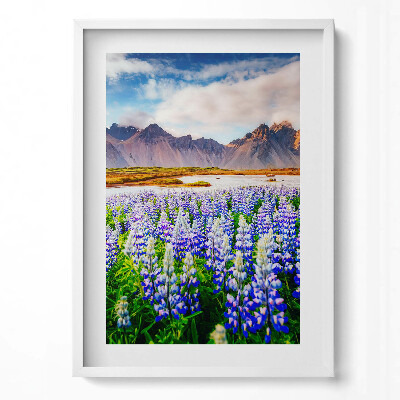 Obraz v rámu dekorativní Kouzelné květy lupiny