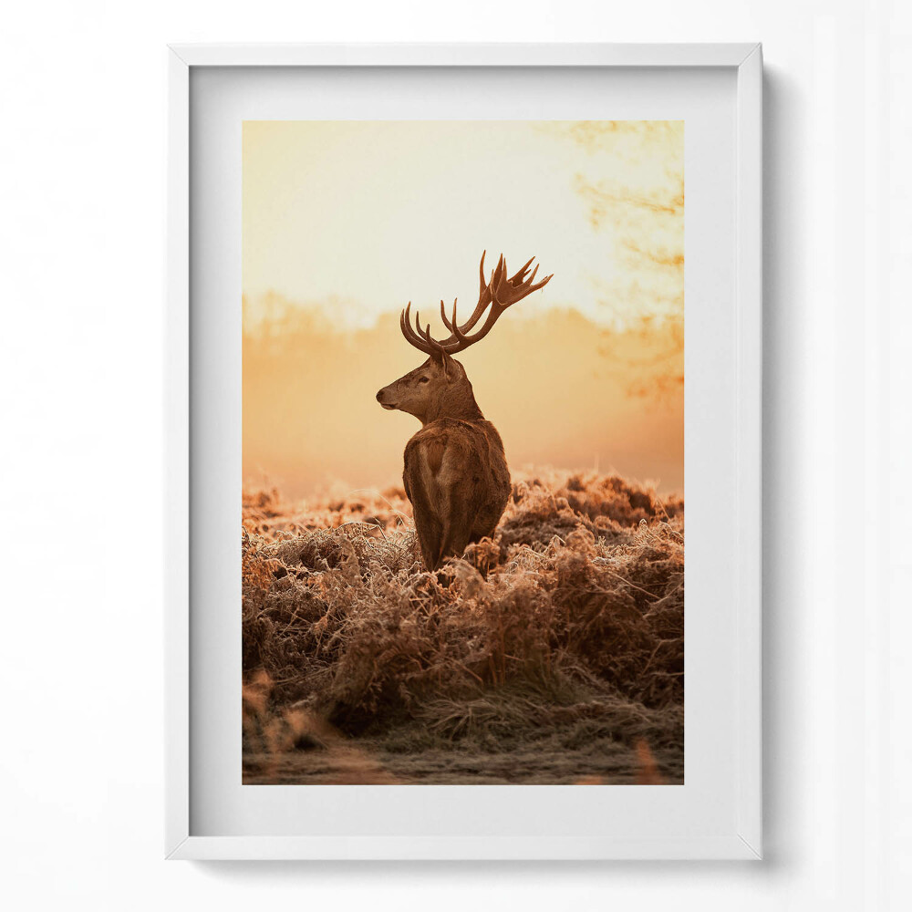 Obraz v rámu dekorativní Jelen při východu slunce