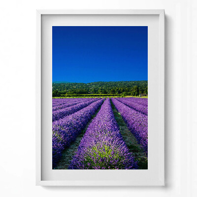 Obraz v rámu dekorativní Levandulové pole v Provence