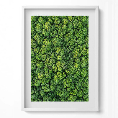 Obraz v rámu dekorativní Les z ptačí perspektivy