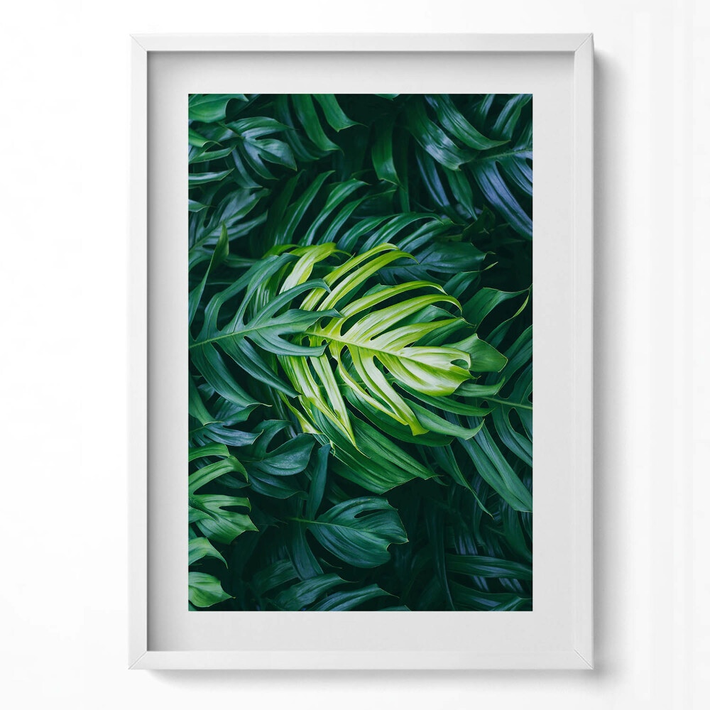 Obraz v rámu dekorativní Divoké monstera listy