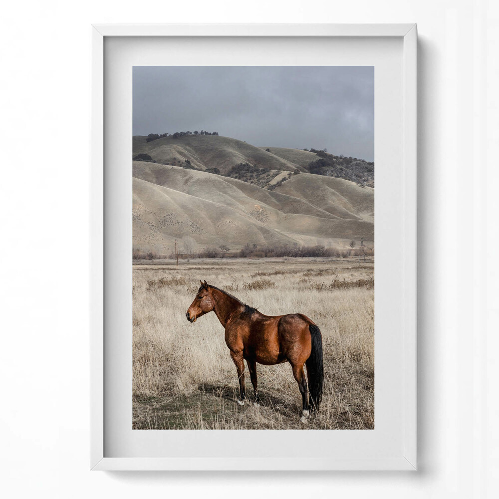 Obraz v rámu dekorativní Oře mezi trávou