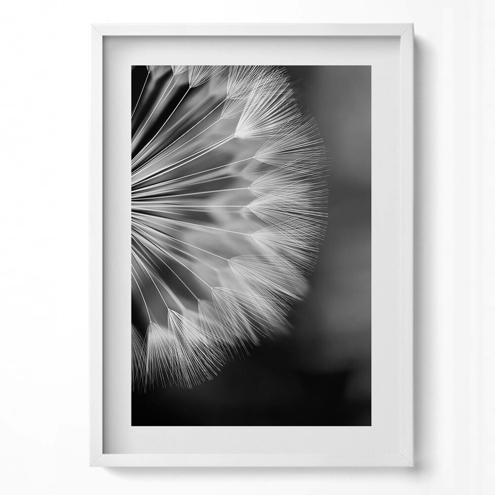 Obraz v rámu dekorativní Černobílý detail pampelišky