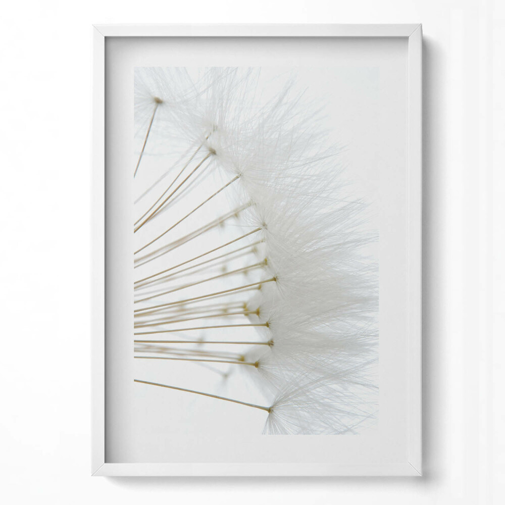 Obraz v rámu dekorativní Bílé pampelišky