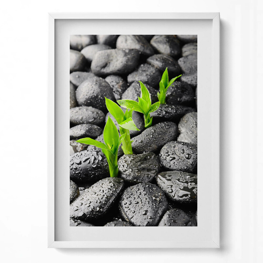 Obraz v rámu dekorativní Zelené rostliny na mokrých kamenech