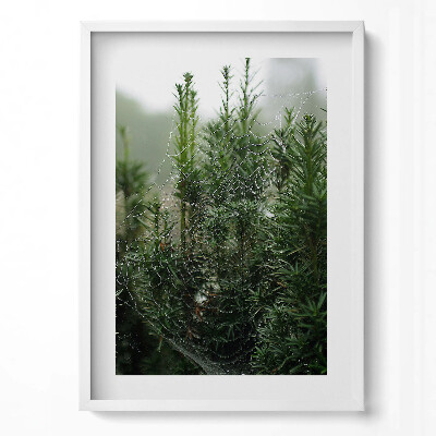 Obraz v rámu dekorativní Pavučina s rosou na stromě