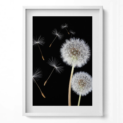 Obraz v rámu dekorativní Dvě pampelišky