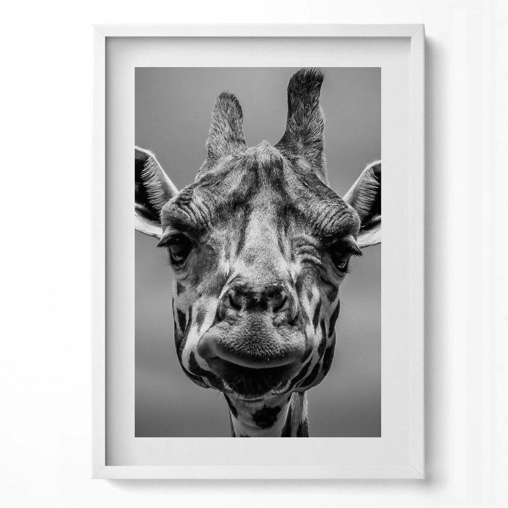 Obraz v rámu dekorativní Černá a bílá žirafí hlava