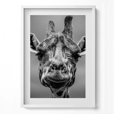 Obraz v rámu dekorativní Černá a bílá žirafí hlava
