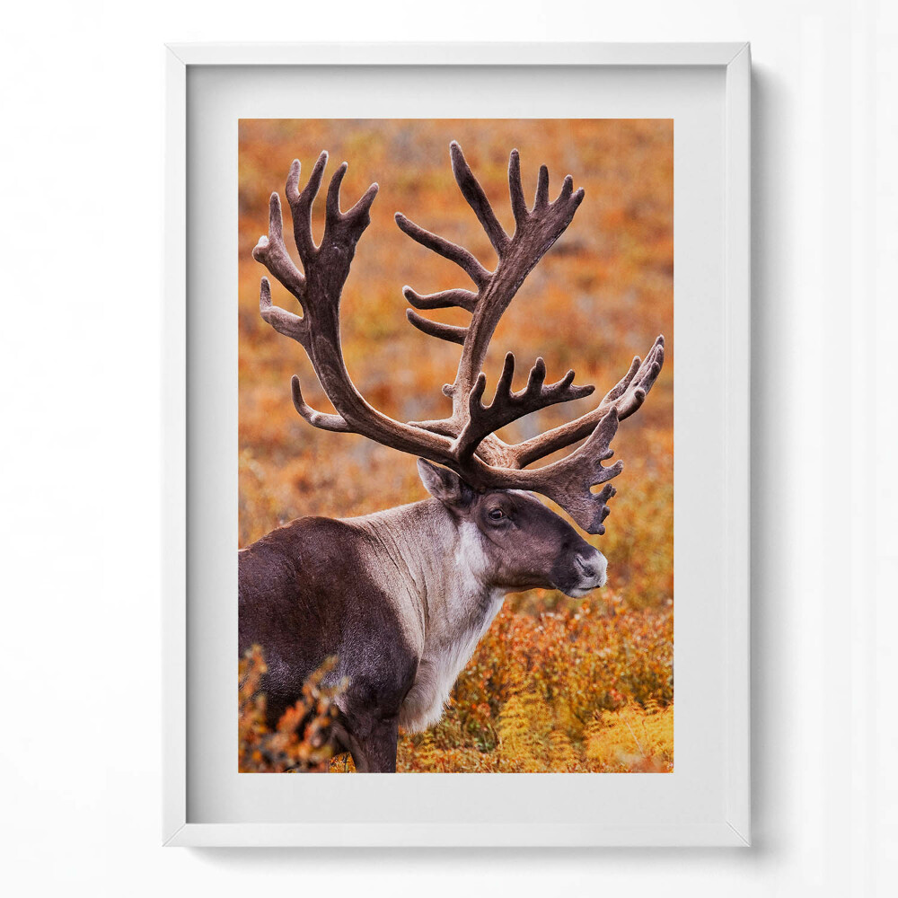 Obraz v rámu dekorativní Zvíře - jelen v poli