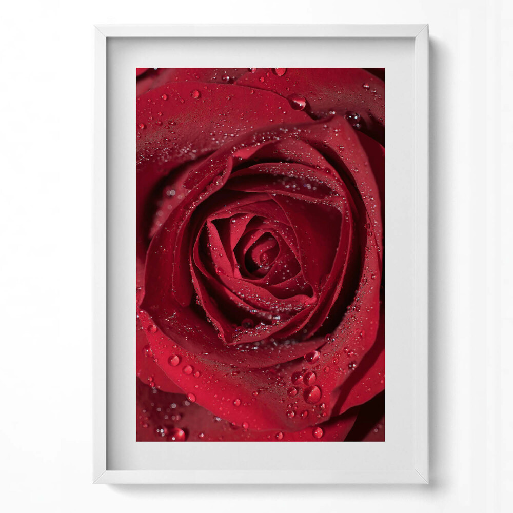 Obraz v rámu dekorativní Detailní záběr na červenou růži v rose