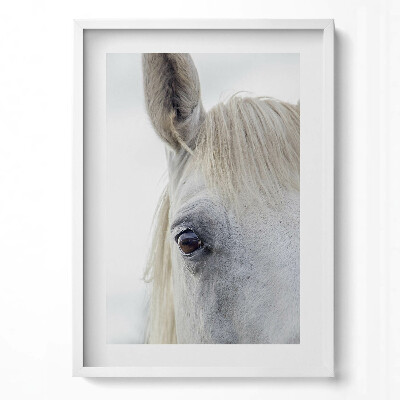 Obraz v rámu dekorativní Hlava koně bílého oře