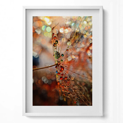 Obraz v rámu dekorativní Pampeliška a rosa