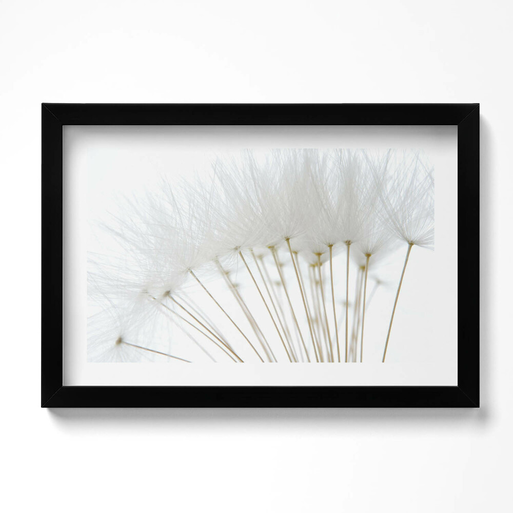 Obraz s rámem dekorativní Bílé pampelišky