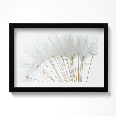 Obraz s rámem dekorativní Bílé pampelišky